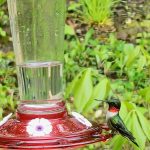 26 																																																																																											
Finger Lakes Hummingbird																																																																																																																																							Sean Arnold																																																																																											Cayuga