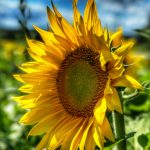 29 																																																																																											
Summer and Sunflowers Go Hand in Hand!																																																																																																																																									Heather Dzimitrowicz																																																																																											Onondaga