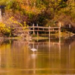 55 																																																																																											
Autumn Morning CalmLaurie Michelman																																																																																																																														Onondaga