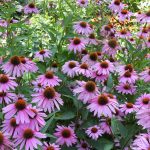 32 																																																																																											
Echinacea																																																																																																																																										Monica Antone-Watson																																																																																												Oneida