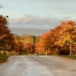 45 																																																																																											
Sunlit Fall GatewayChristy Knapp																																																																																																																													Oneida