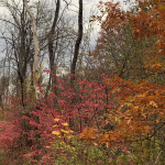 60 																																																																																											
The Peak of Autumn BeautyMargaret Dobies																																																																																																																															Oneida