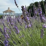 15 																																																																																											
Lavender and Honeybees																																																																																																																																			Kathy Turner																																																																																						Chenango