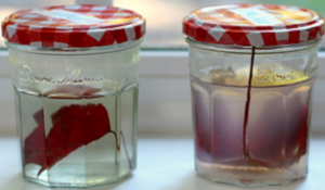 Kitchen Science with Fall Leaves