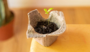 Grow Seedlings in an Egg Carton