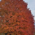 26 																																																																																											
Ombre Autumn BeautyHeidi Wojdat																																																																																																																		Onondaga