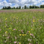 37 																																																																																											
Field of Flowers																																																																																																																																									James Buchanan																																																																																															Madison